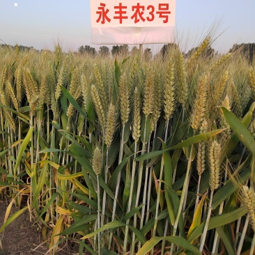 小麦种子小麦新品种高产稳产耐旱耐涝抗病小麦种子
