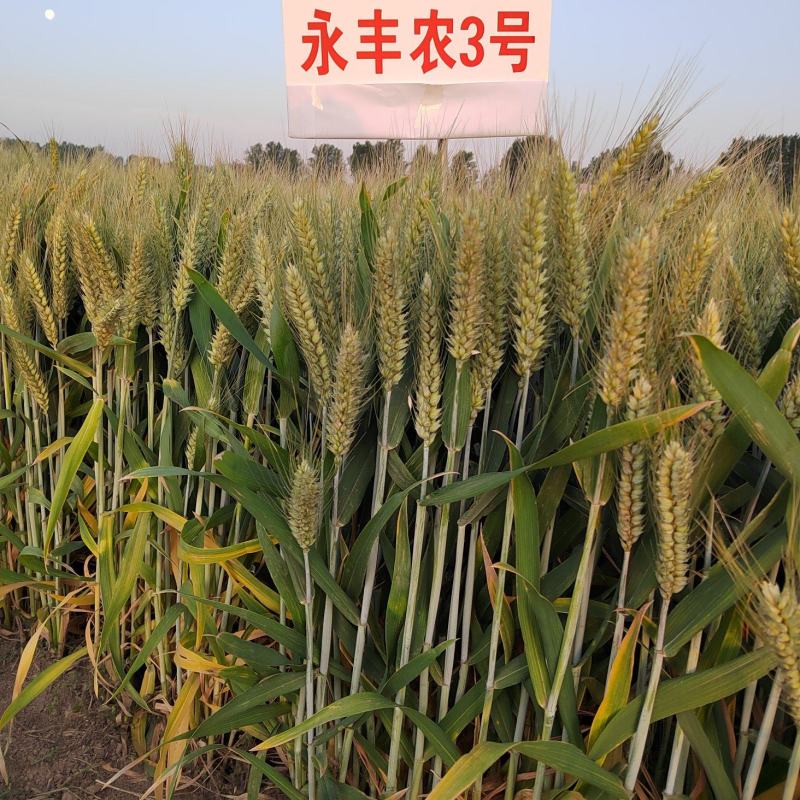 小麦种子小麦新品种高产稳产耐旱耐涝抗病小麦种子