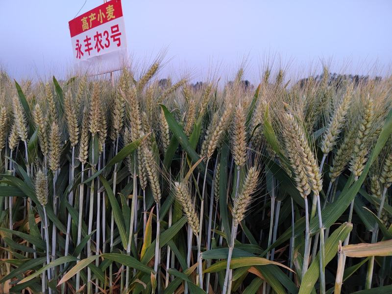 小麦种子小麦新品种高产稳产耐旱耐涝抗病小麦种子