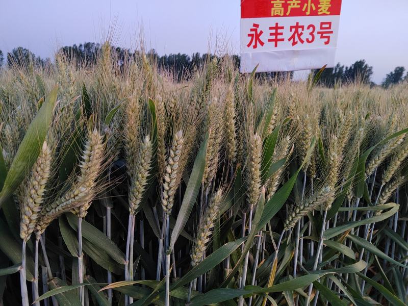 小麦种子小麦新品种高产稳产耐旱耐涝抗病小麦种子