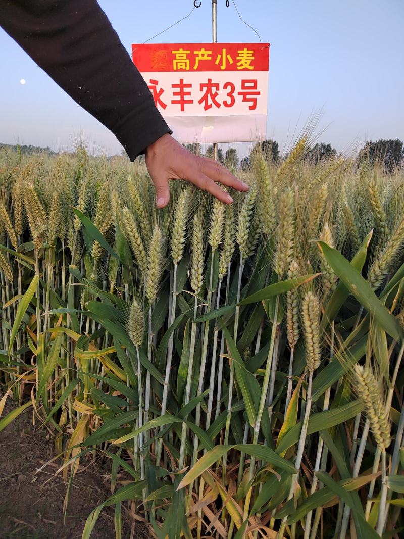 小麦种子小麦新品种高产稳产耐旱耐涝抗病小麦种子