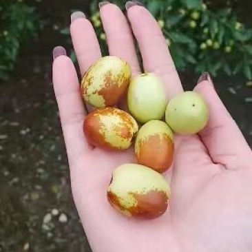 金丝小枣
