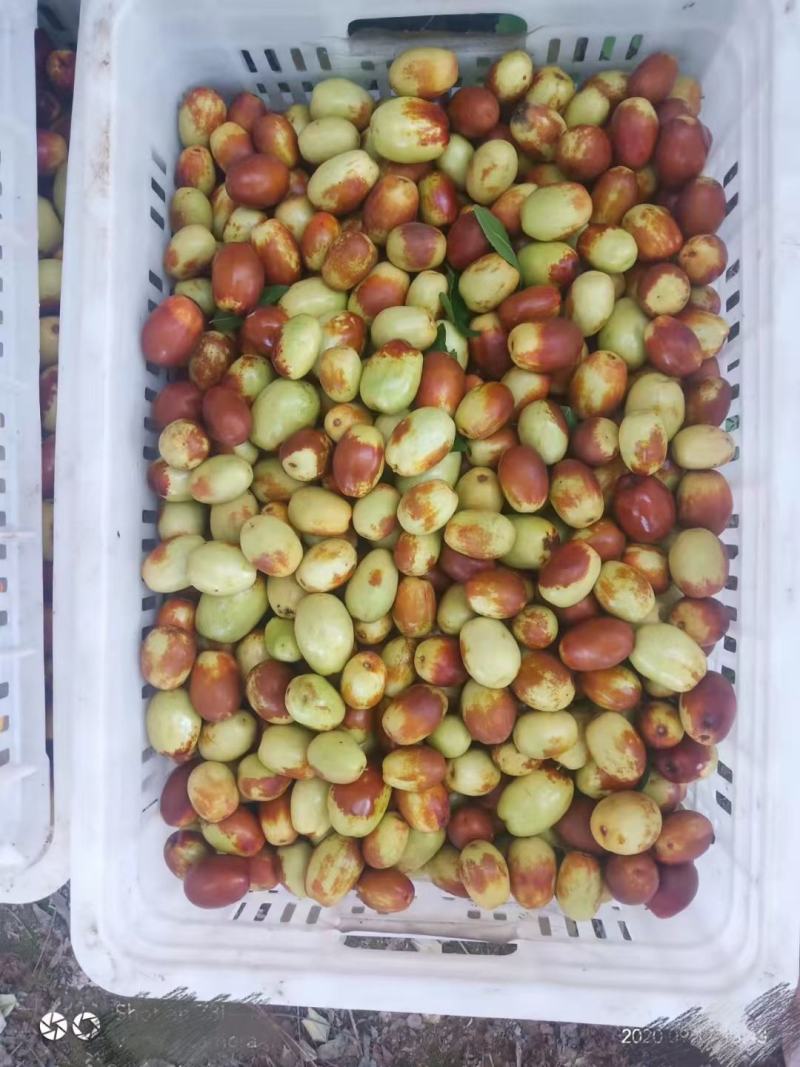 金丝小枣