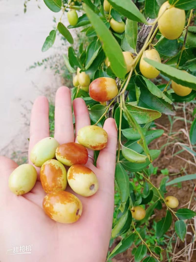 金丝小枣