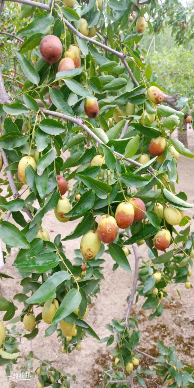 金丝小枣