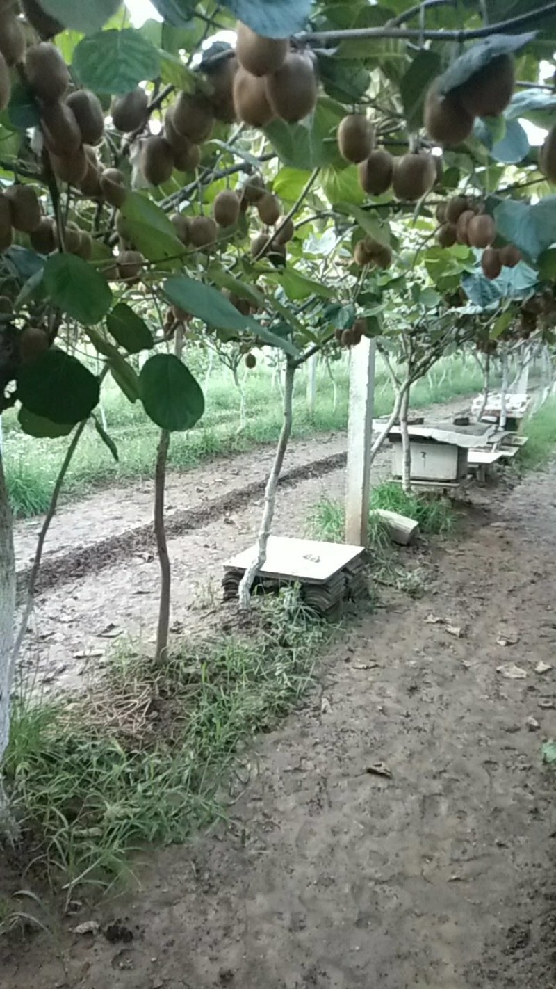 家养小峰蜜包由