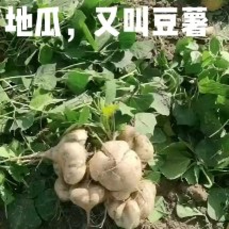 地瓜，又叫凉薯豆薯。即菜即是水果，货源充足，量大优惠。