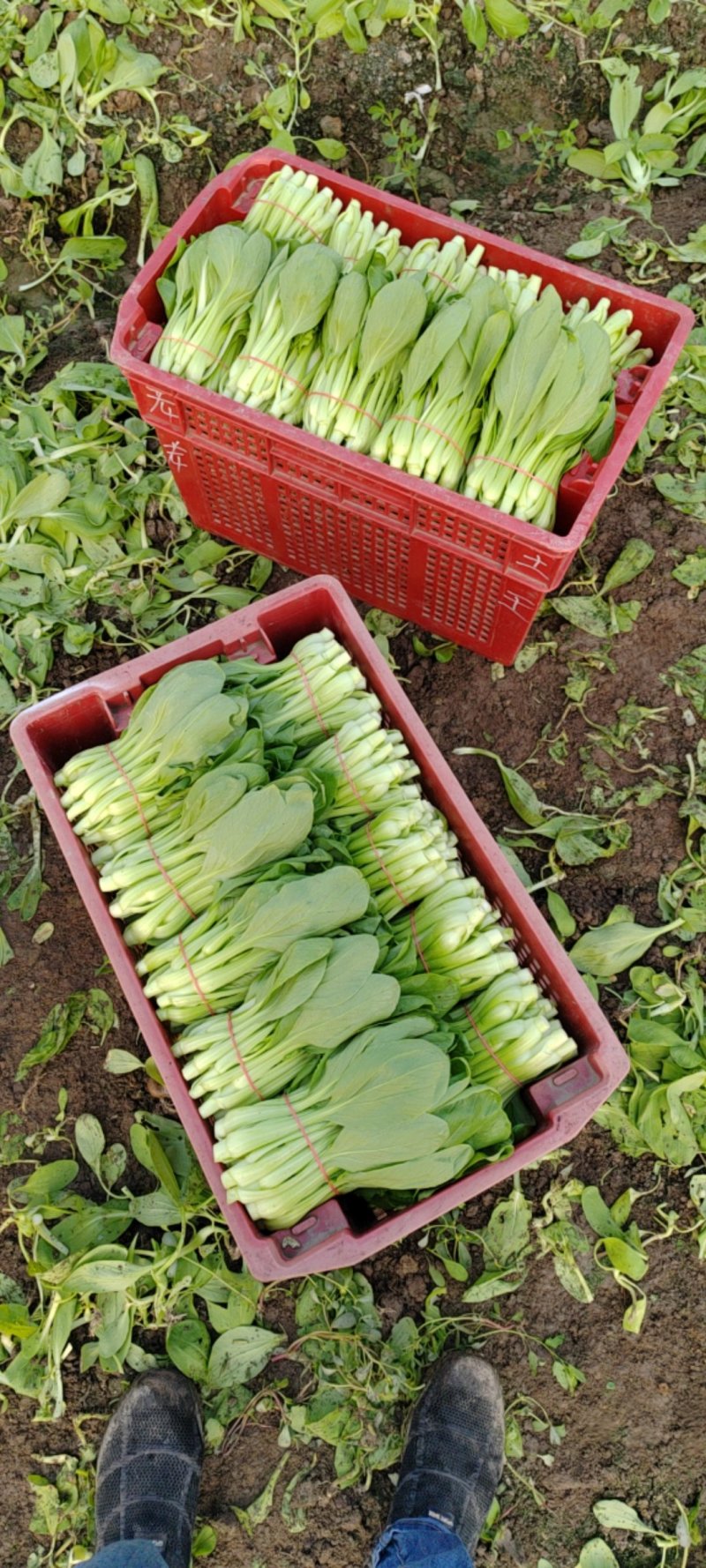 华王菜苔
