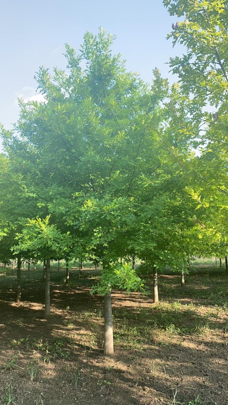娜塔栎—精品树形大量清地处理，8-20公分，规格齐全