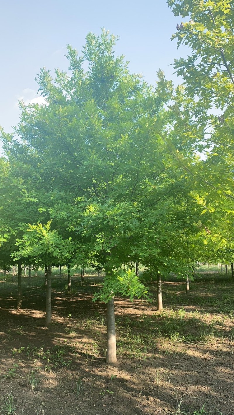 娜塔栎—精品树形大量清地处理，8-20公分，规格齐全