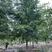 娜塔栎—精品树形大量清地处理，8-20公分，规格齐全