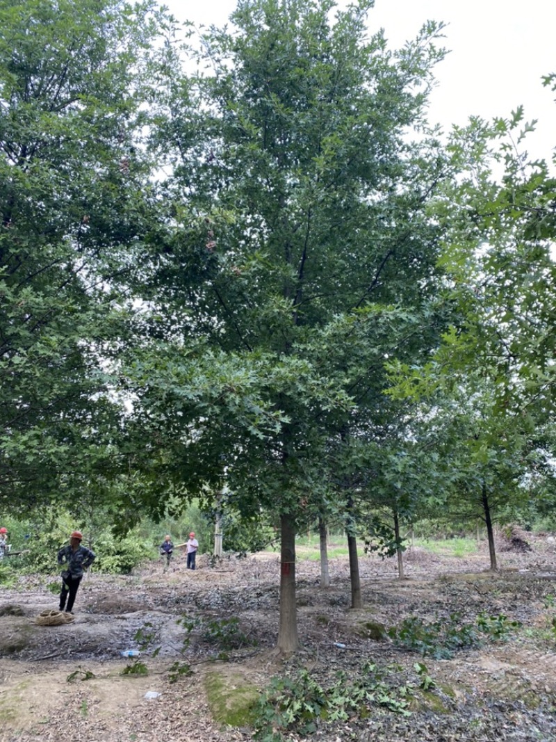 娜塔栎—精品树形大量清地处理，8-20公分，规格齐全