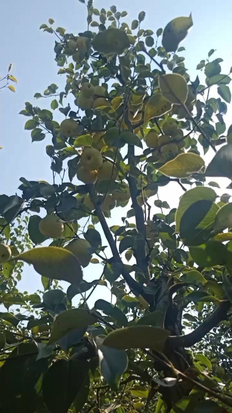 2025自己爸妈在老家种植的金顶谢花酥梨