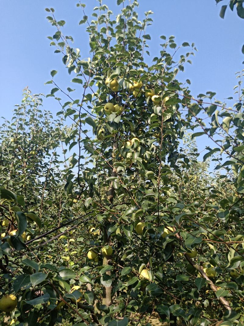 2025自己爸妈在老家种植的金顶谢花酥梨
