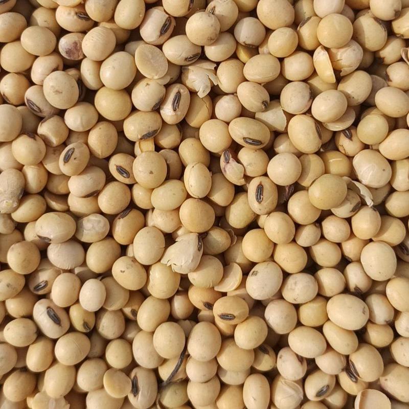 [推荐]自家大面积种植齐黄34非转基因大豆