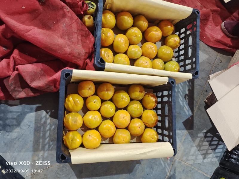【大卖】脆柿子大量供货中质量好毛桃九九红货源充足