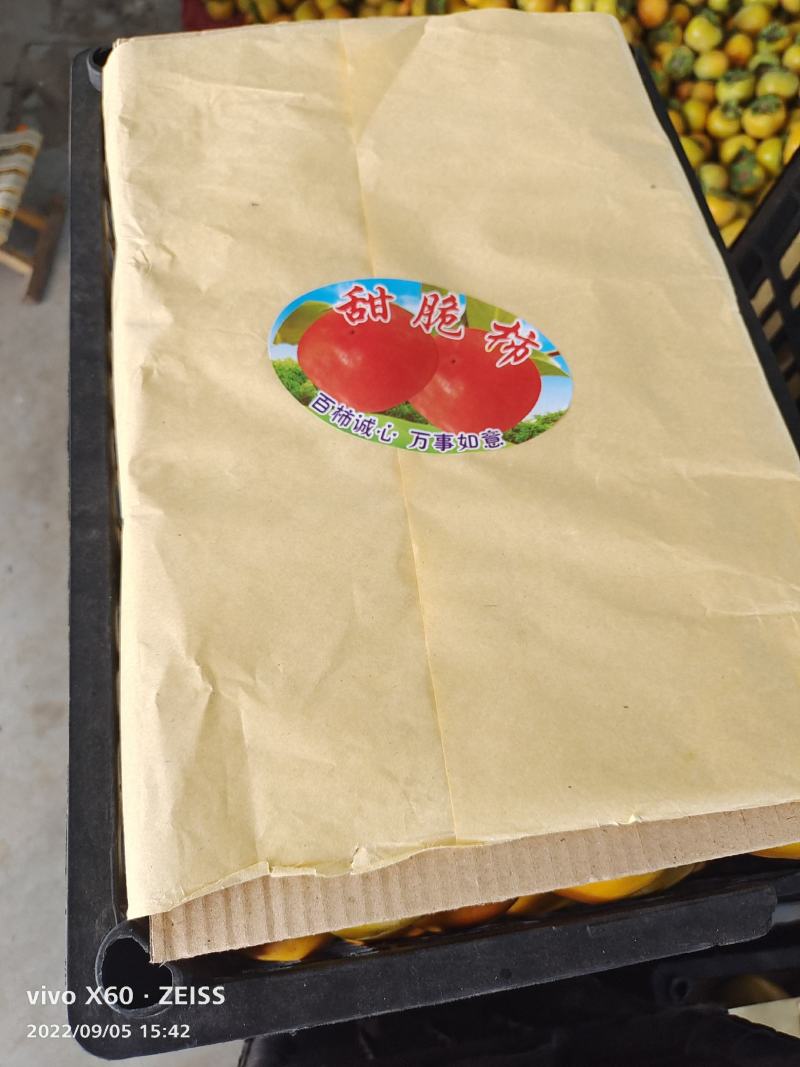 【大卖】脆柿子大量供货中质量好毛桃九九红货源充足
