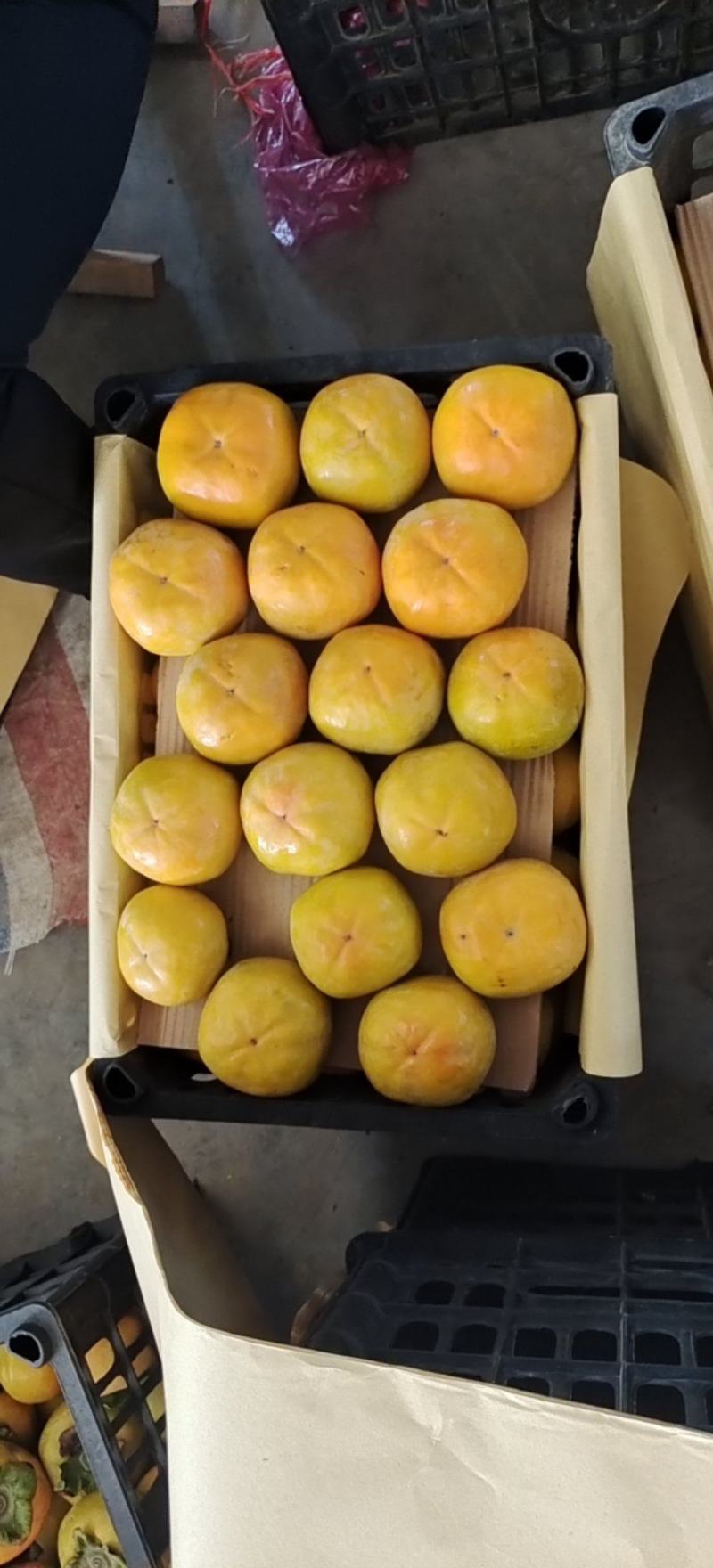 【大卖】脆柿子大量供货中质量好毛桃九九红货源充足