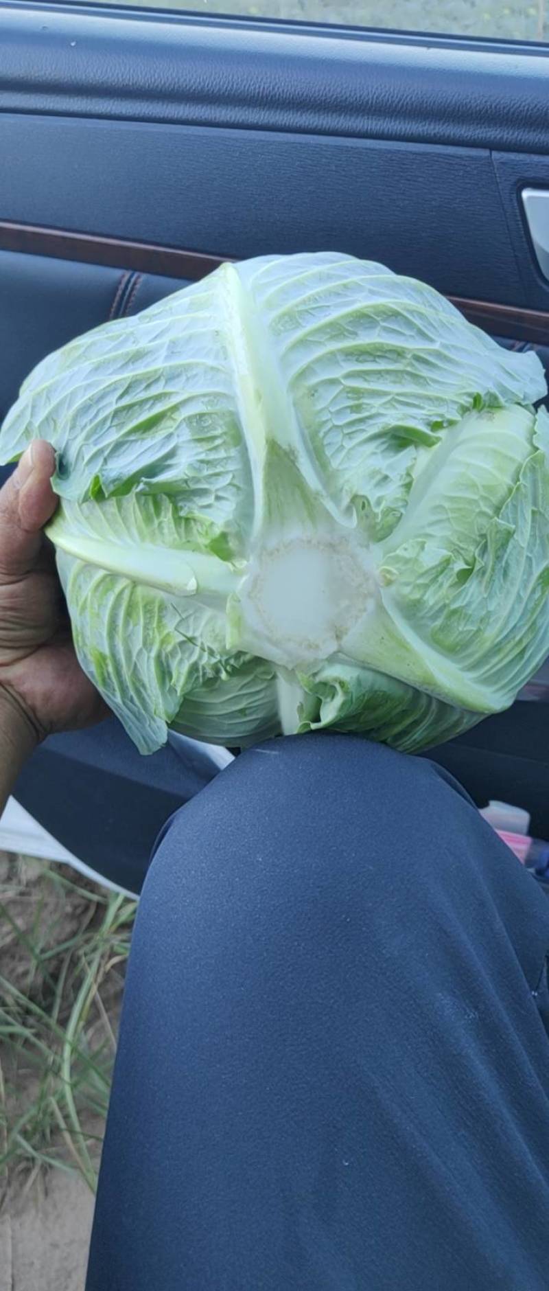 奥奇娜扁包菜，价位合适欢迎加单，量大从优