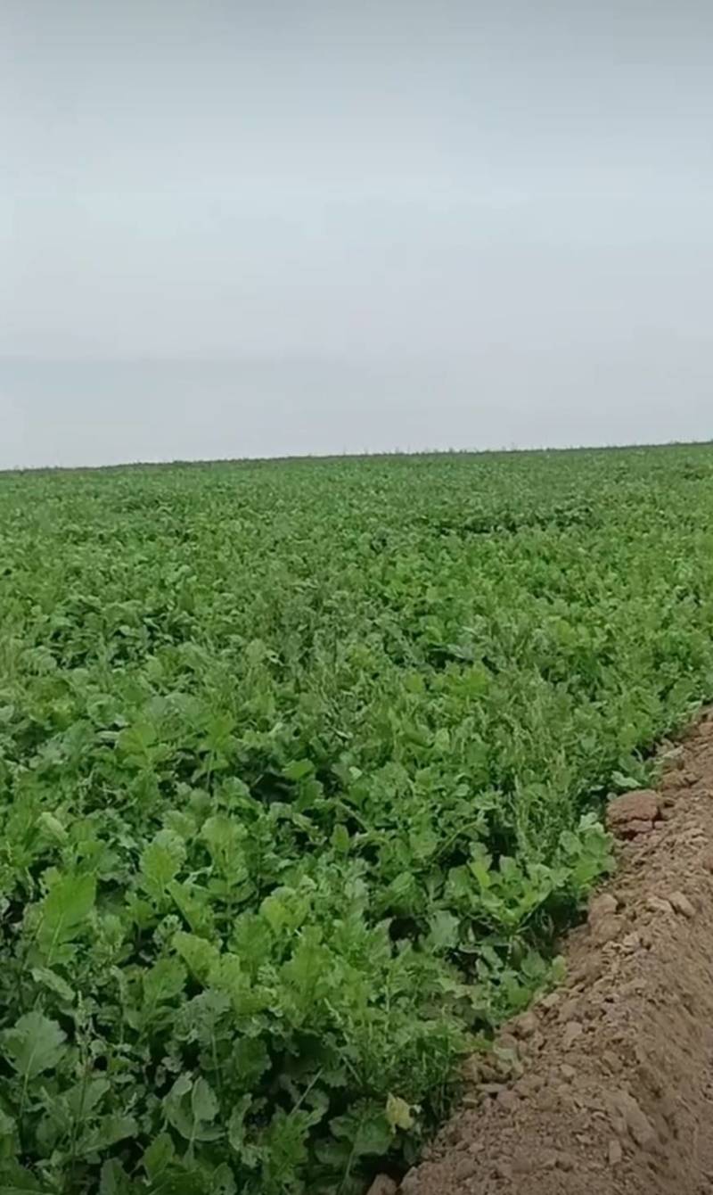 靖远会宁萝卜