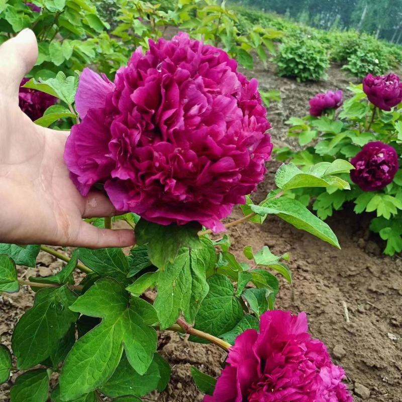 首案红菏泽牡丹花苗，秋天裸根发货，紫根牡丹菏泽直发包邮。