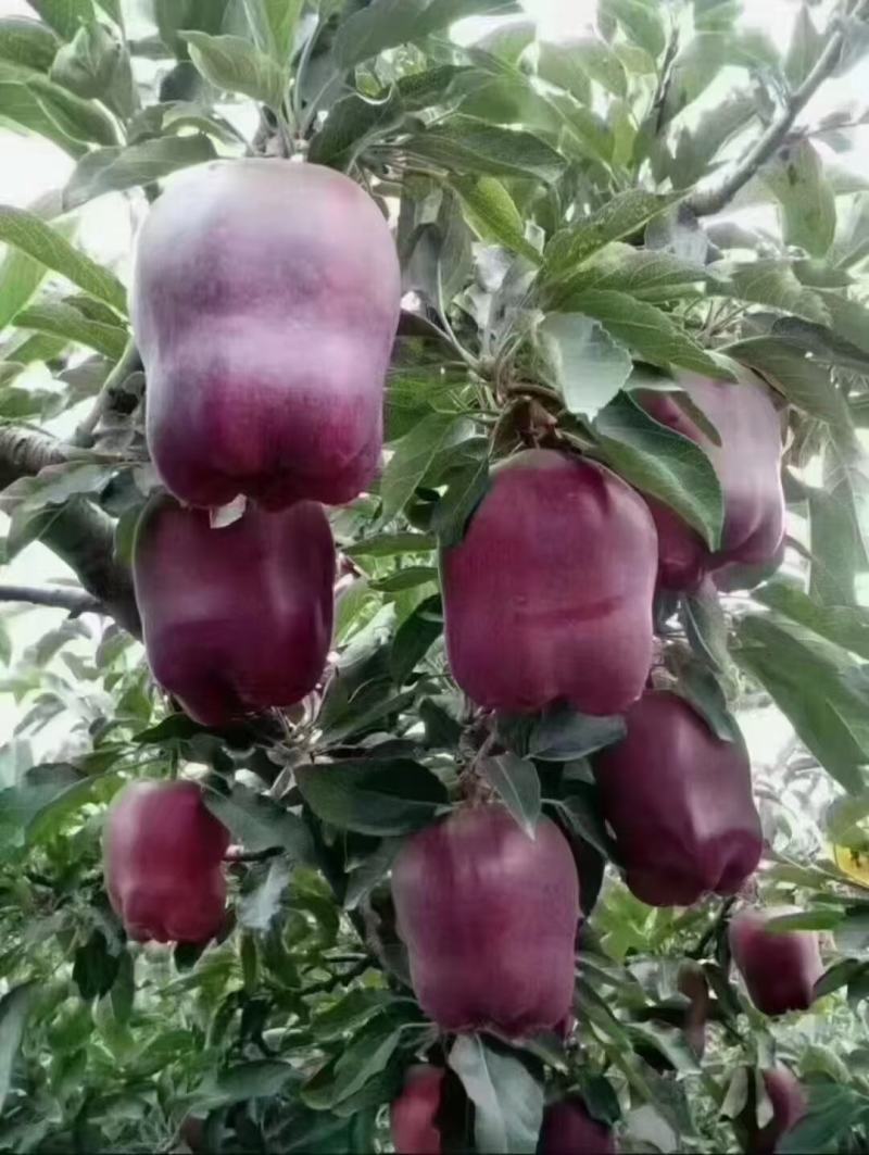 甘肃花牛苹果