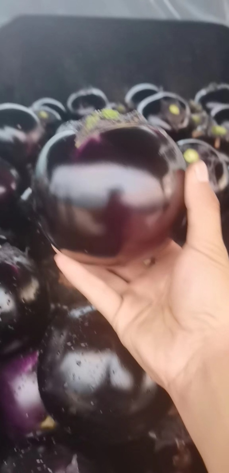 山东莘县精品紫光圆茄，圆茄子大量上市。！