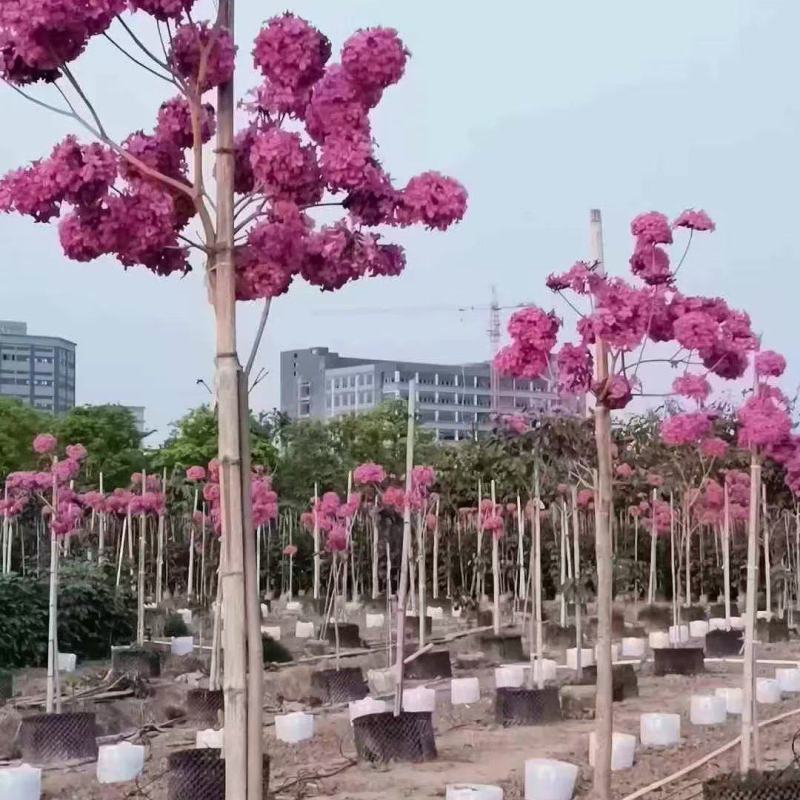 宫粉紫荆