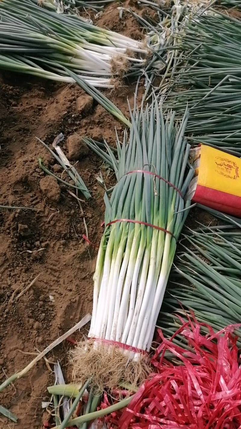 净葱加工，大量有货，质量好，产地一手货源，欢迎来电咨询