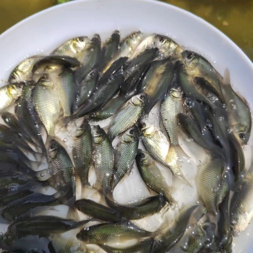 出售150/200条一斤白金鲫鱼苗，欢迎来电订购