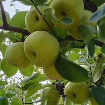 安徽砀山酥梨，百年老梨树上海市都可以送货（1000斤起）