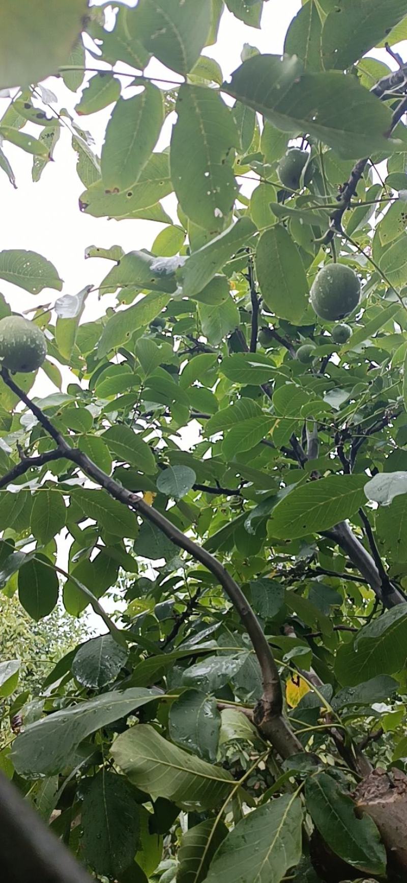 陕西省黄龙县青皮核桃大量上市了欢迎新老顾客前来选购