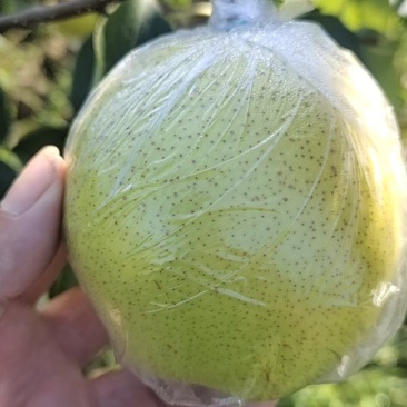 自家果园，雪花梨大量上市，果行，又大又好又完整。