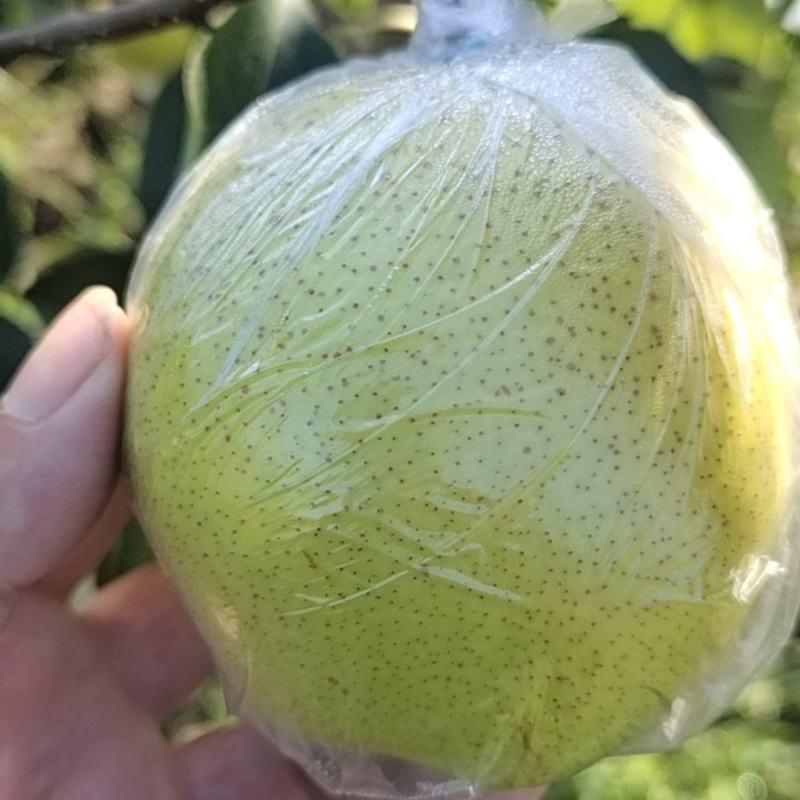 自家果园，雪花梨大量上市，果行，又大又好又完整。