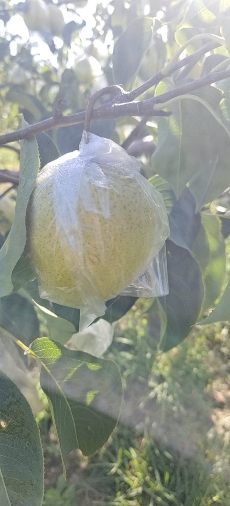 自家果园，雪花梨大量上市，果行，又大又好又完整。