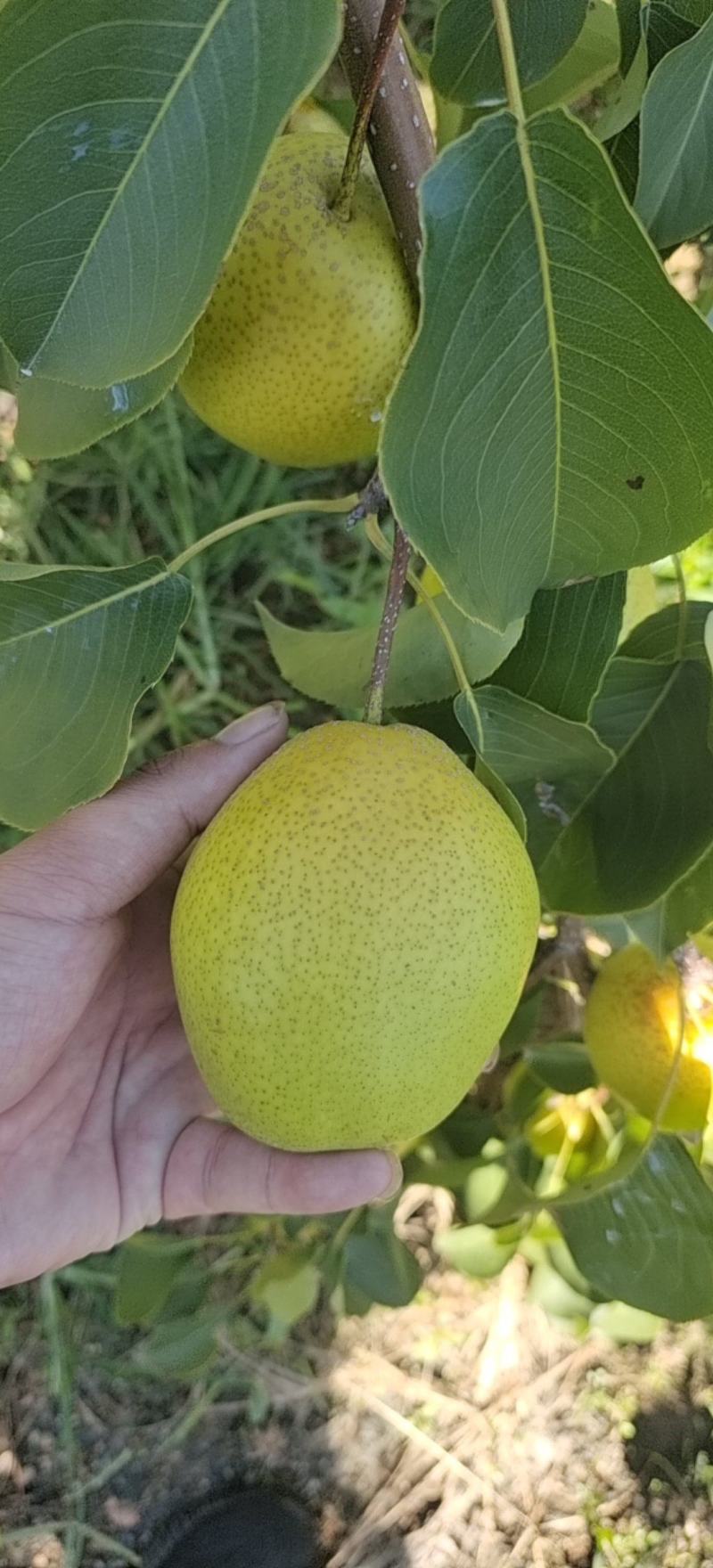 自家果园，雪花梨大量上市，果行，又大又好又完整。