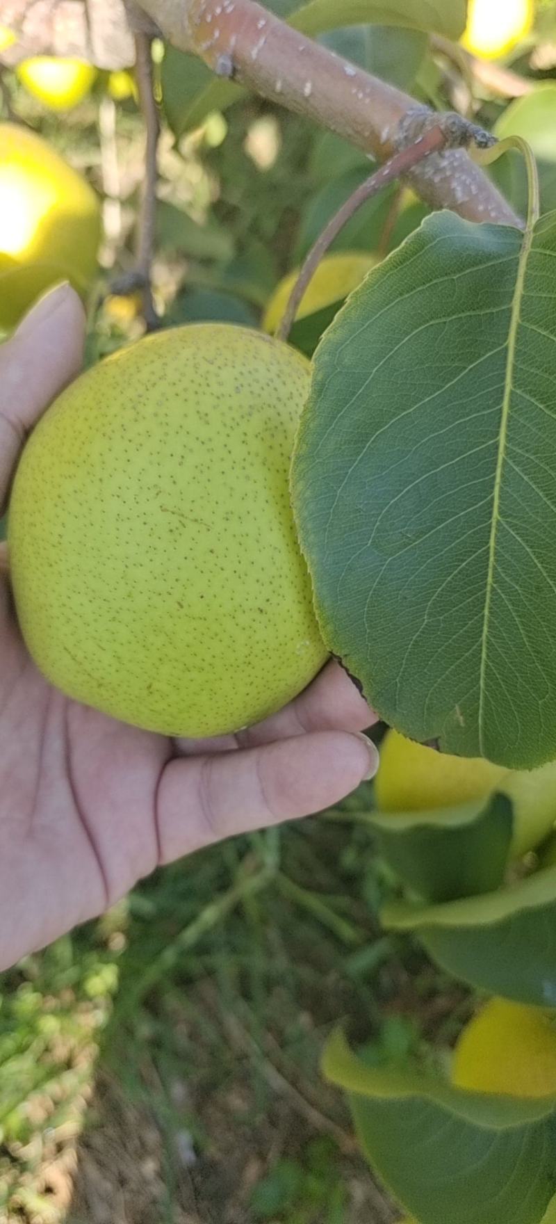 自家果园，雪花梨大量上市，果行，又大又好又完整。