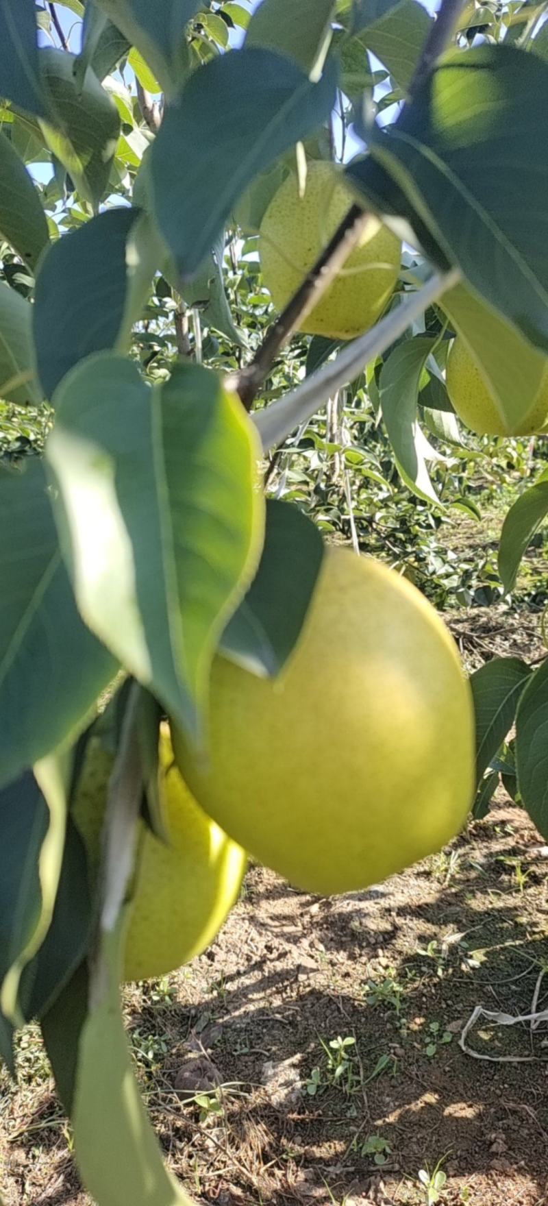 自家果园，雪花梨大量上市，果行，又大又好又完整。