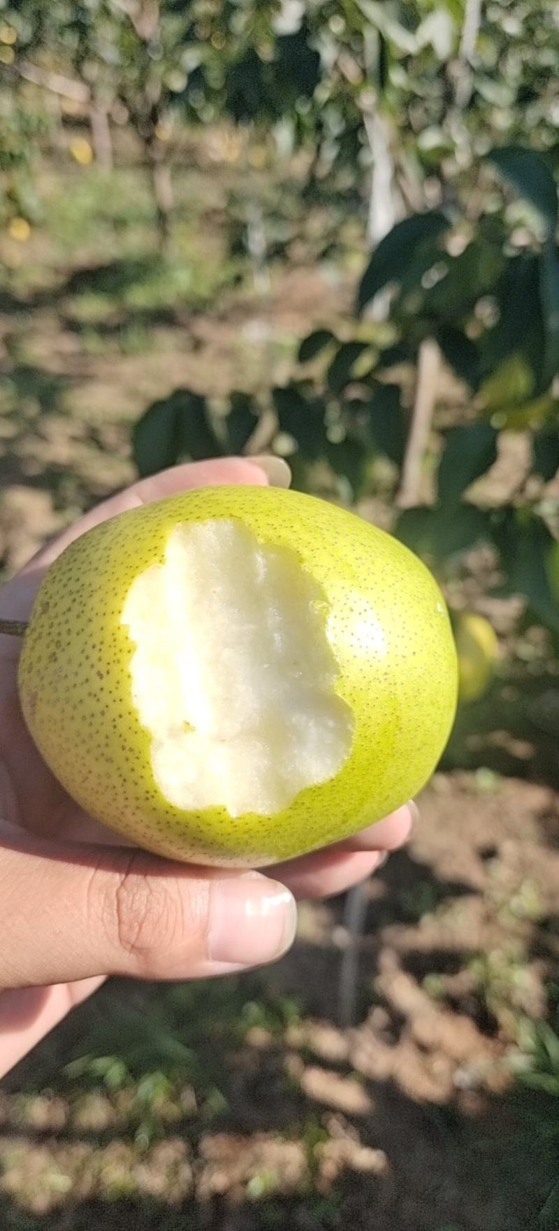 自家果园，雪花梨大量上市，果行，又大又好又完整。