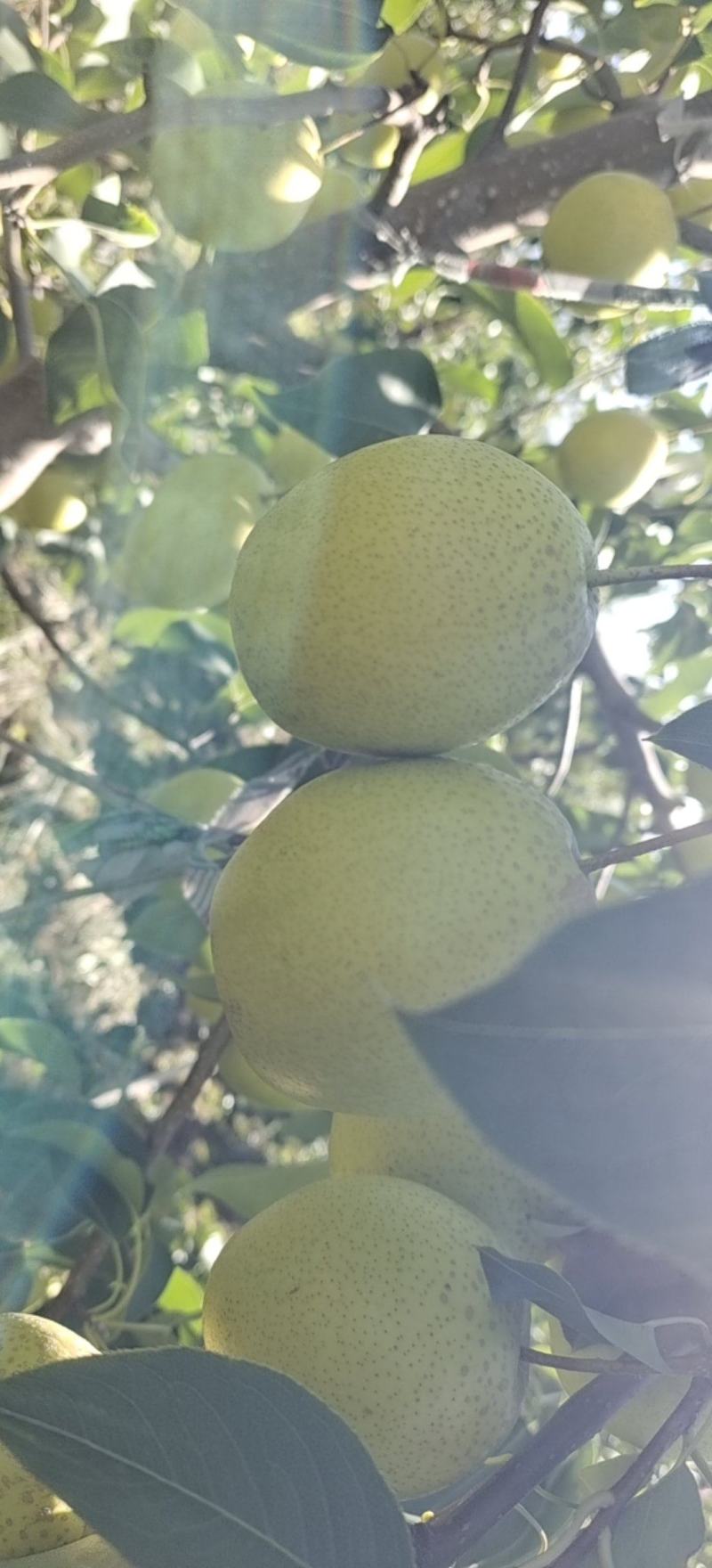 自家果园，雪花梨大量上市，果行，又大又好又完整。