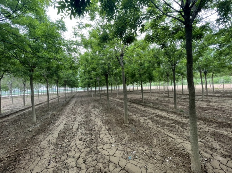 基地直发8-15公分的国槐，量大，价格便宜，需要的联系