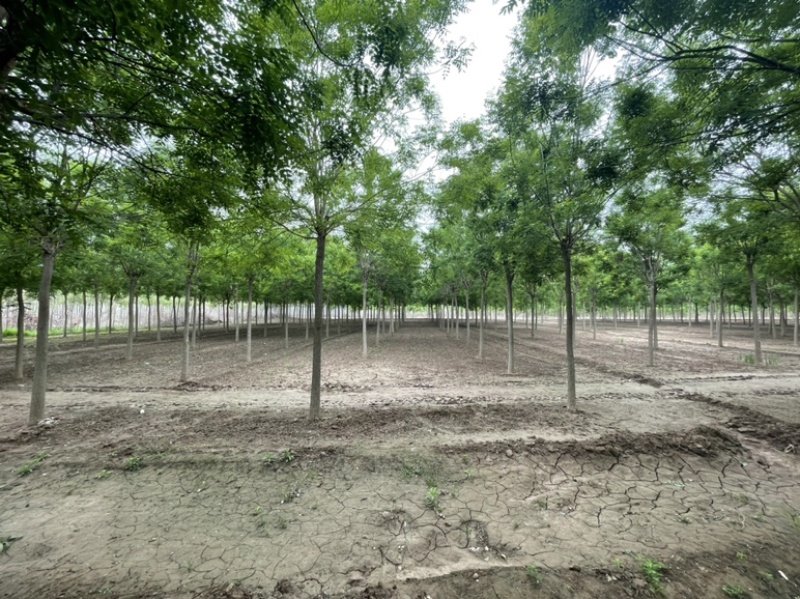基地直发8-15公分的国槐，量大，价格便宜，需要的联系
