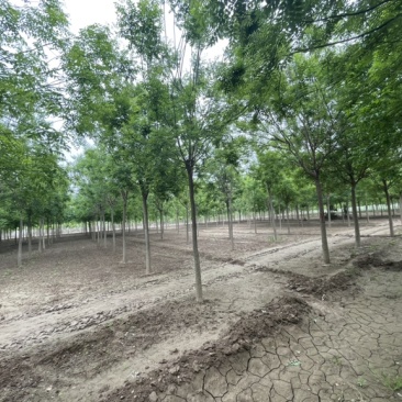 基地直发8-15公分的国槐，量大，价格便宜，需要的联系