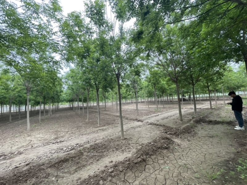 基地直发8-15公分的国槐，量大，价格便宜，需要的联系