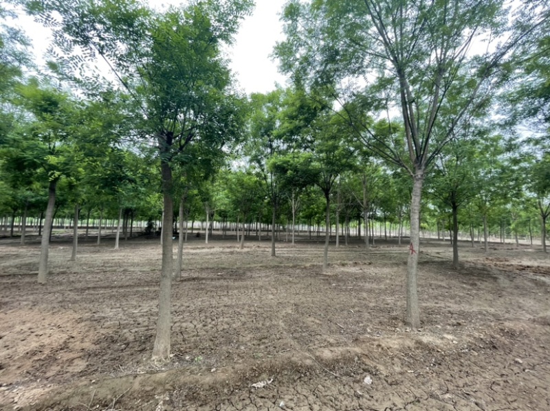 基地直发8-15公分的国槐，量大，价格便宜，需要的联系