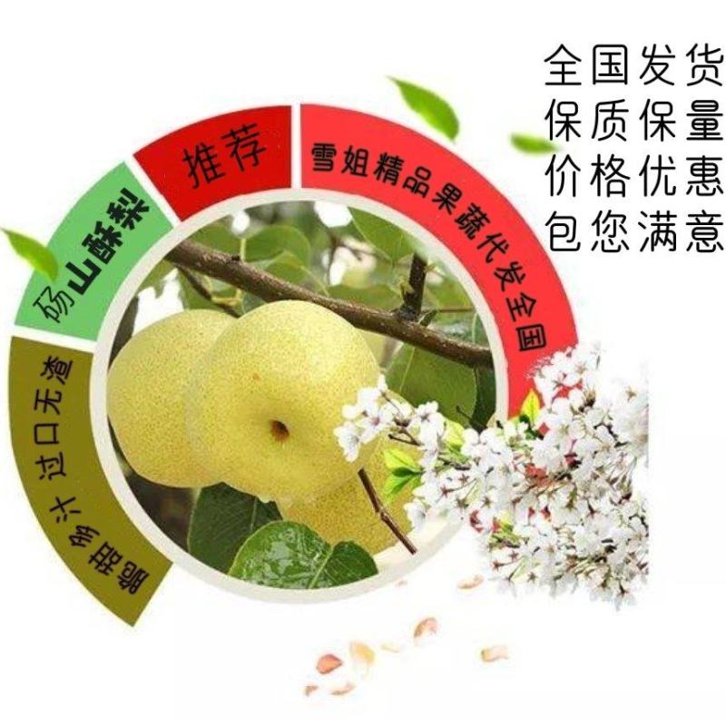 安徽砀山酥梨，砀山梨、大量现货、皮薄，核小、脆甜多汁无渣
