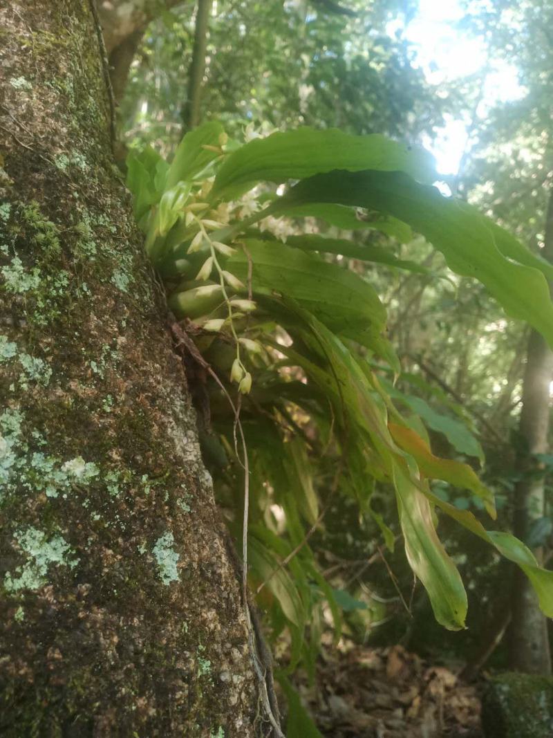 石仙桃