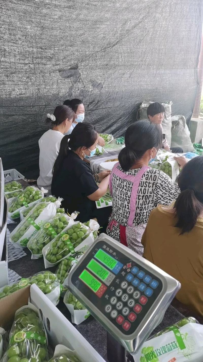 安徽精品阳光玫瑰大量现货产地代发阳光玫瑰葡萄香味浓郁、