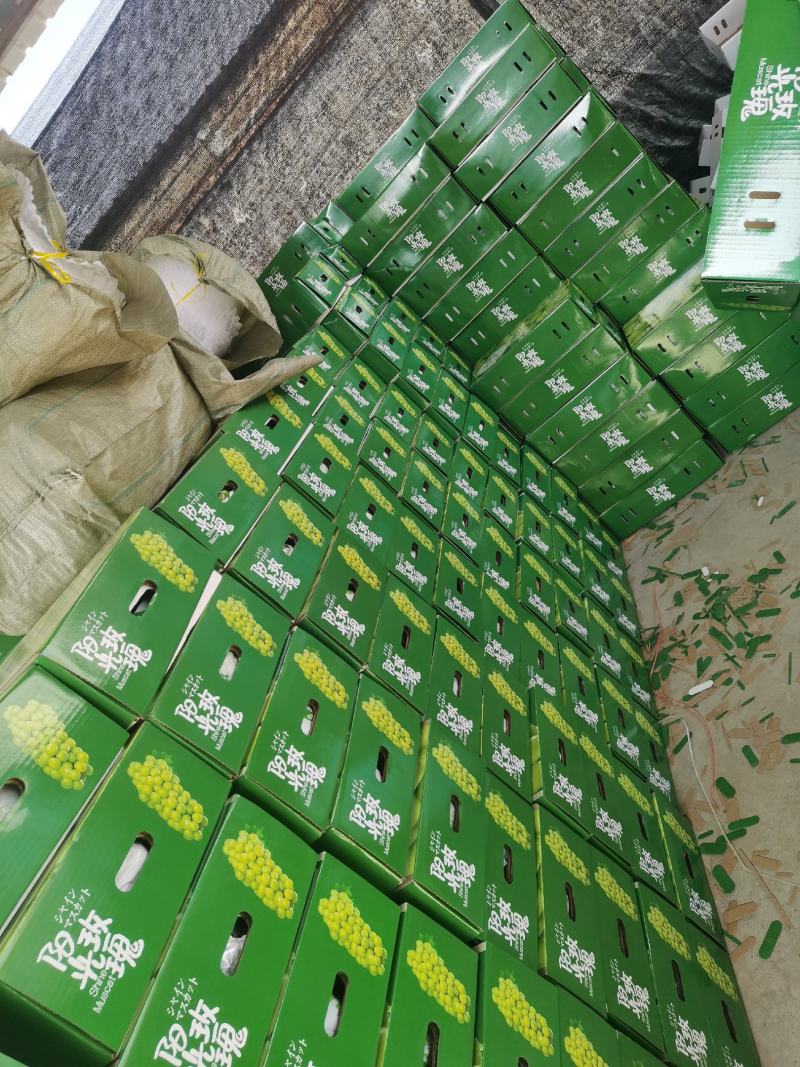 安徽精品阳光玫瑰大量现货产地代发阳光玫瑰葡萄香味浓郁、