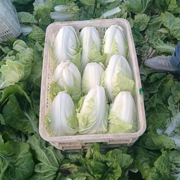 60白菜，量大，装车快